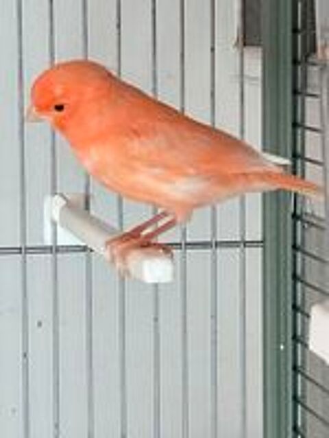  Canaris  