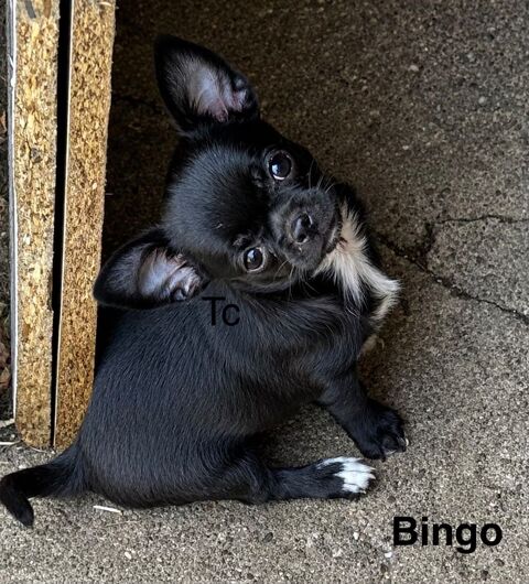 Chiots Chihuahuas  1500 54490 Piennes