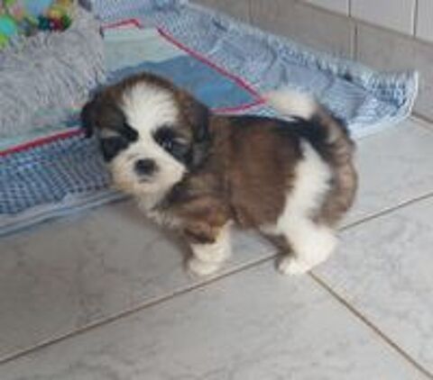  Chiots shih tzu  