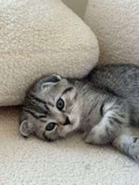   Femelles scottish fold x siamois  