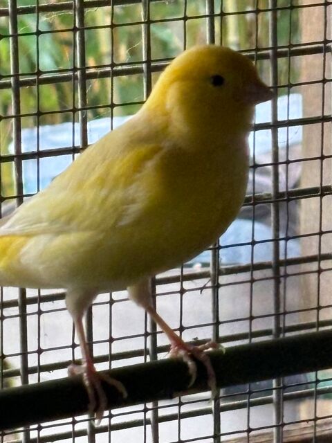 canaris jaunes 15 49460 Montreuil-juign