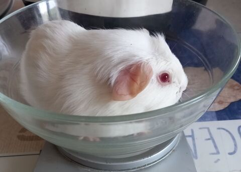 Male pl blanc 25 17770 Juicq