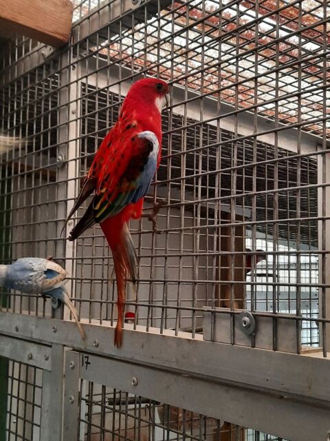 Couple omnicolore opaline / opaline noir cinnamon 190 61000 Alen�on