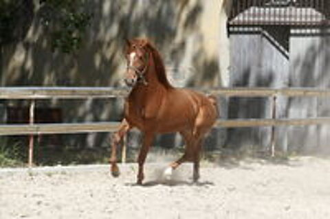   POULAIN OC COMPETITION LOISIRS 