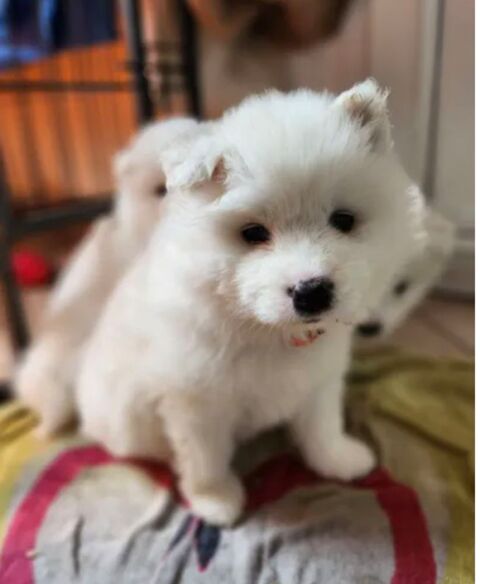 Samoy&egrave;de 0 62190 Lillers