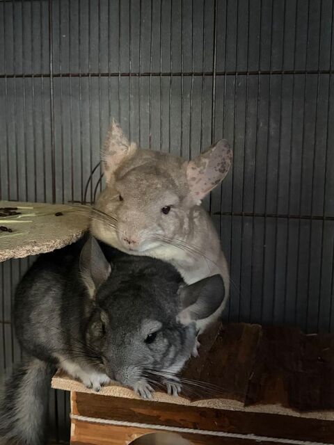 chinchilla 100 87300 Bellac