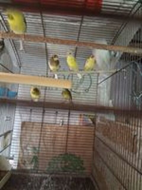   Canari  