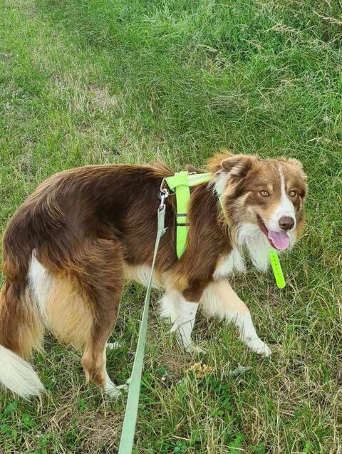 THOR mâle border collie 2 ans 240 33230 Coutras