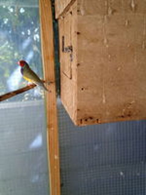   diamand de gould 