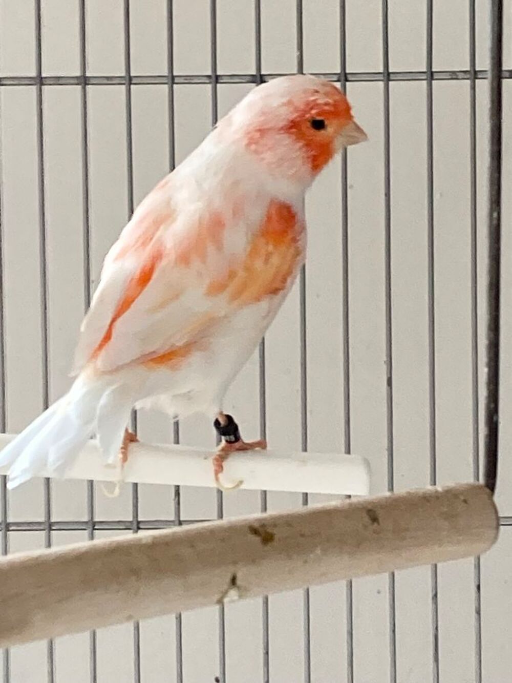   Canari (couple) 