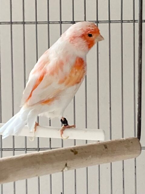 Canari (couple) 50 95330 Domont