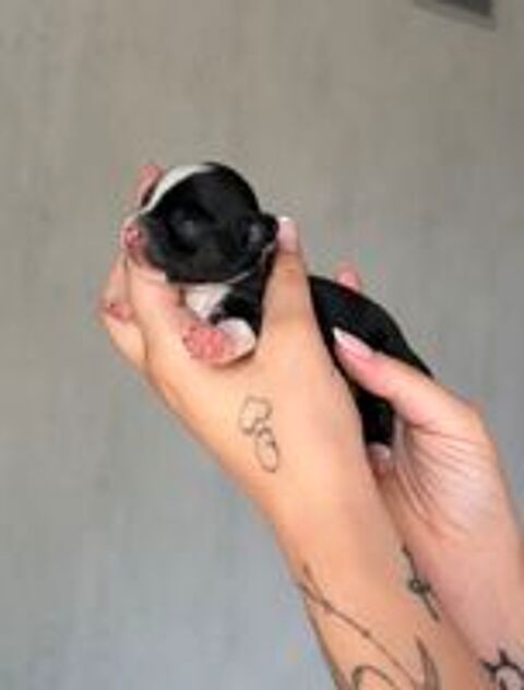   Chiots Chihuahua 