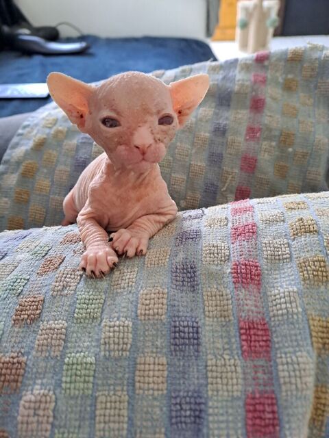 Bb sphynx a r&eacute;server 0 62800 Liévin