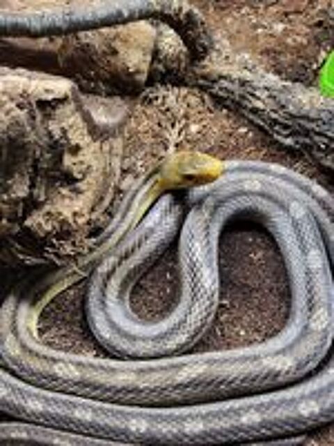   SOORO, magnifique Serpent des bls  Pantherophis Guttarus x bairdi  adopter via l'association UMA 