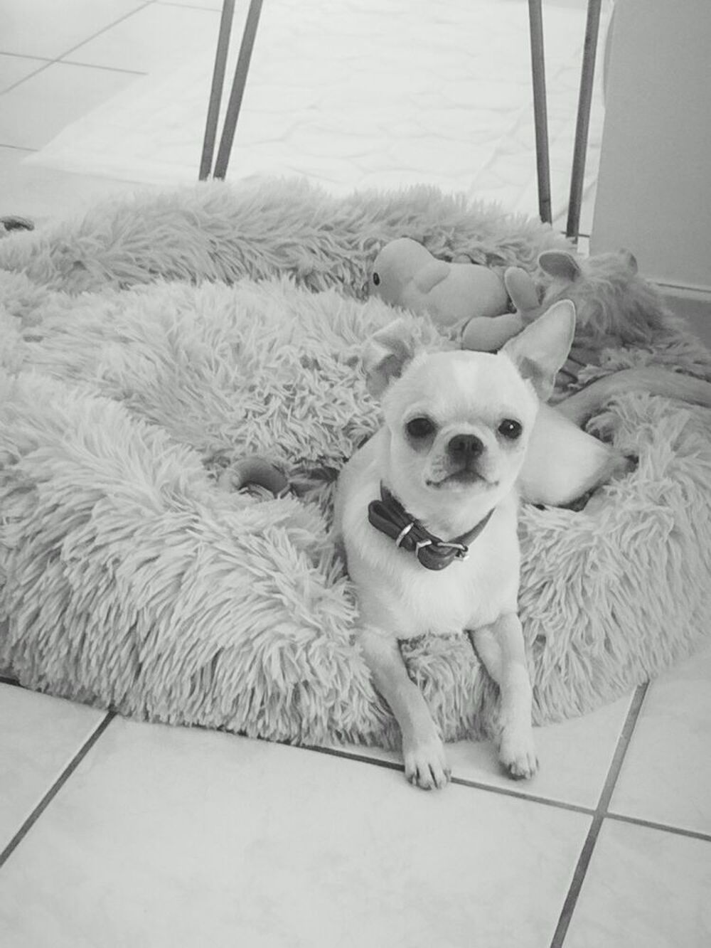   Chihuahua 10 mois 