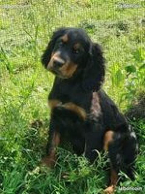   Chiots setter gordon  