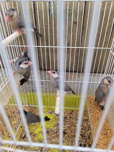 Oiseaux exotiques paddas mandarins colombes diamant 6 91610 Ballancourt-sur-essonne
