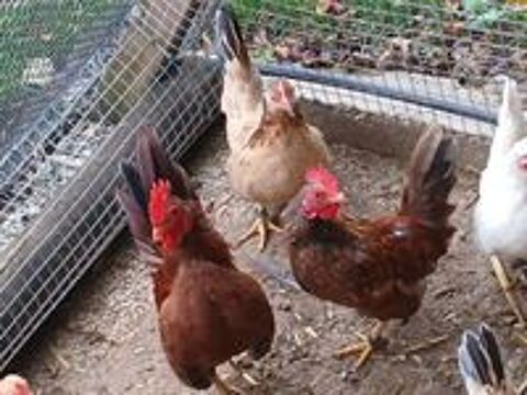   1 poule 2 coqs  