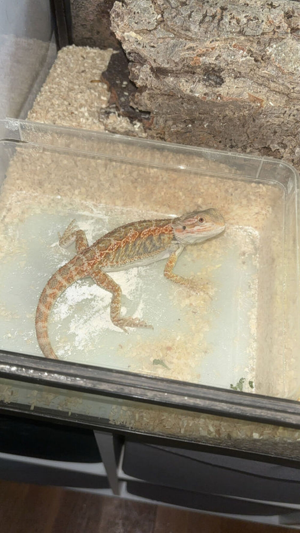 reptile Jardin