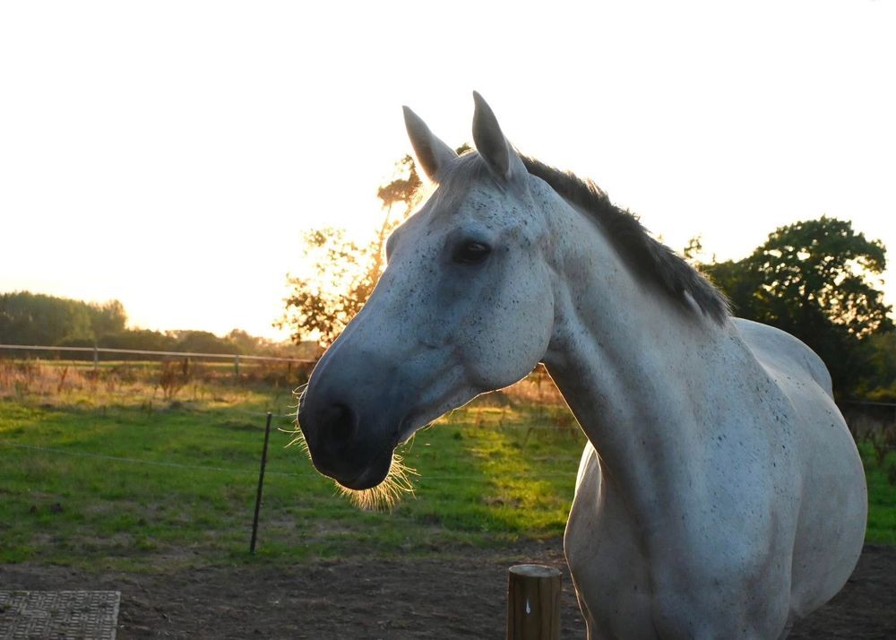   ATERG DES SIX, gentil Stud-book Selle Français hongre à adopter via l'association UMA  