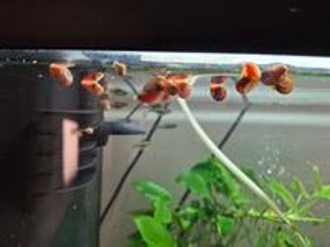   Escargots Laniste aquarium gratuit 