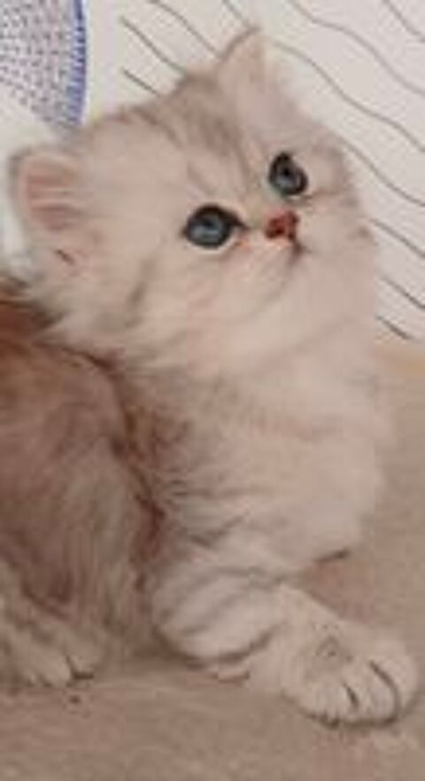   Très mignon chaton femelle persan chinchilla  