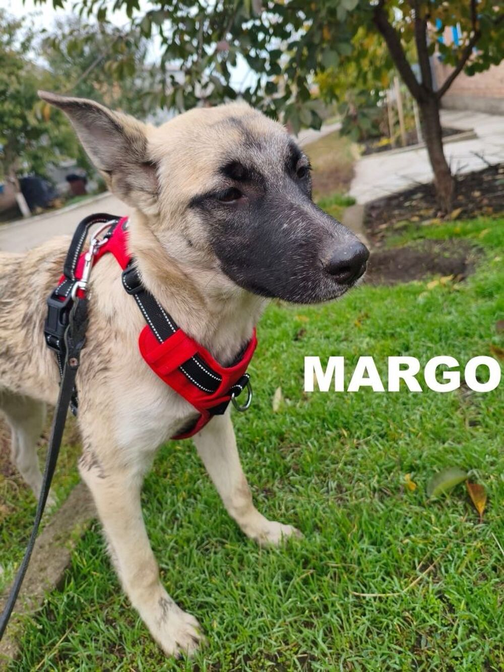   MARGO 