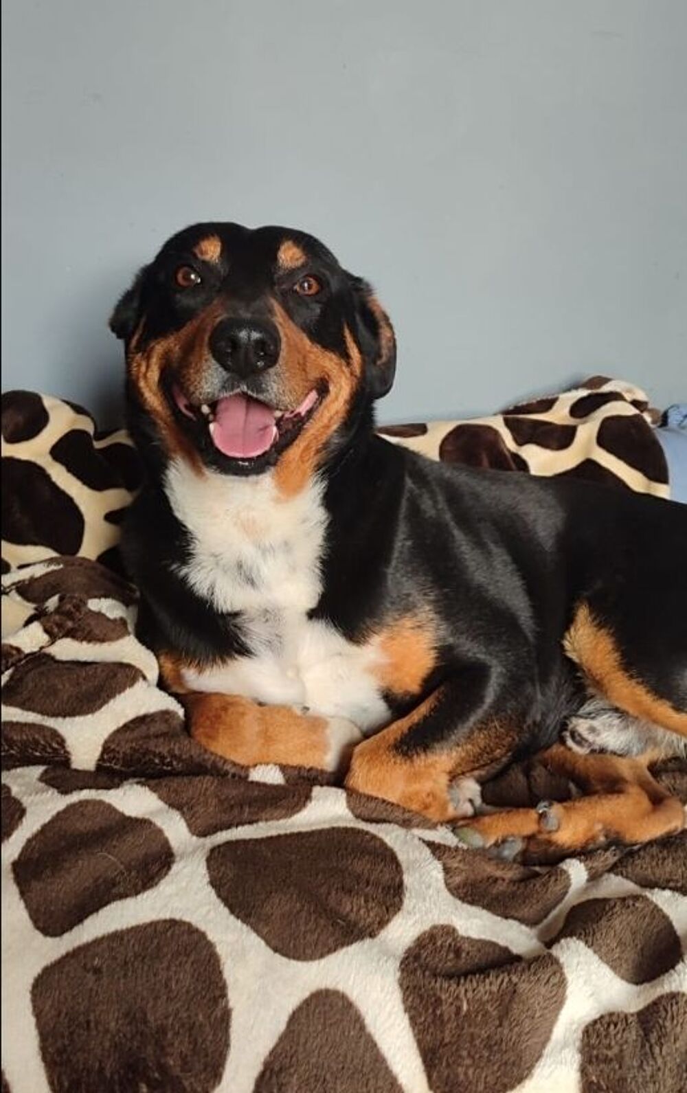   ARI MALE NON CASTR� 2ANS A SAUVER D'ESPAGNE ADOPTION UNIQUEMENT  