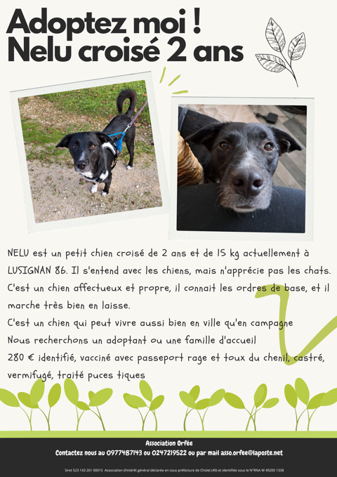 Nelu petit crois&eacute; de 2 ans 280 86600 Celle-l�vescault