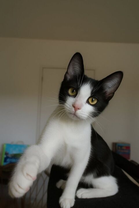 Annwyn à l'adoption 200 56390 Brandivy