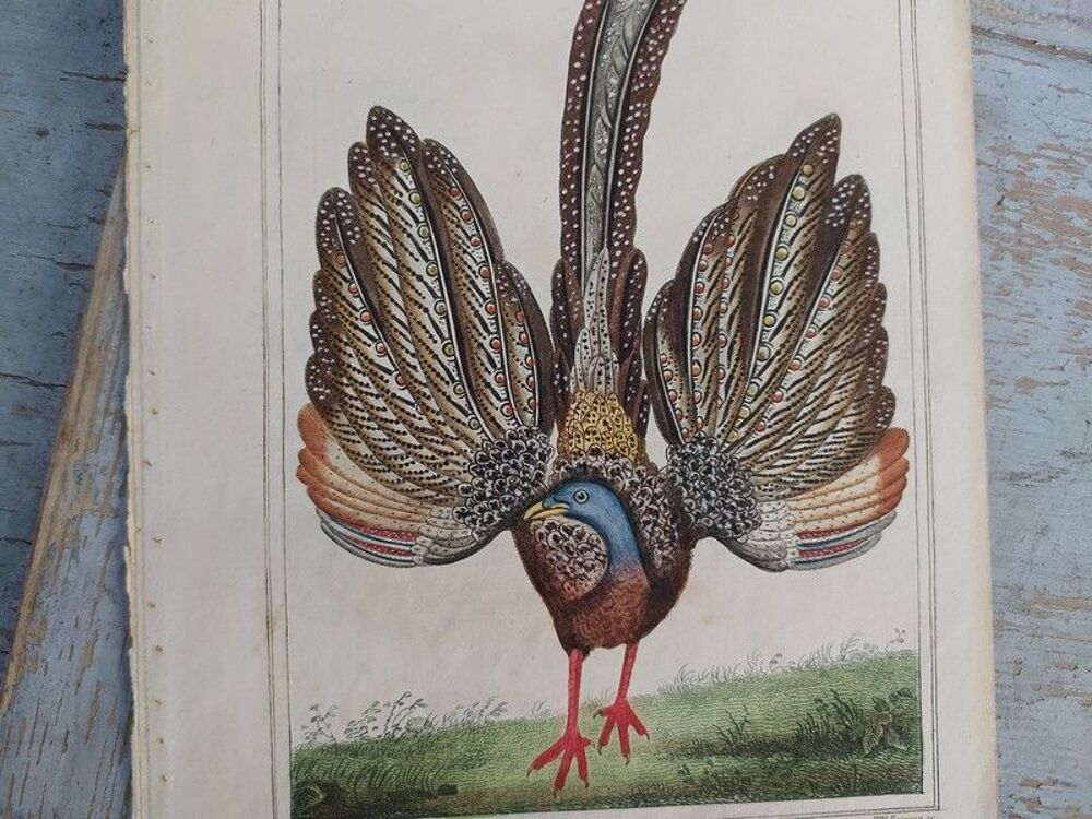 Gravure Oiseaux de Buffon l'Argus M&acirc;le Planche Ornithologie 