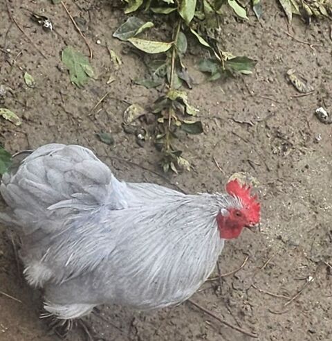 Donne coq bentame de P&eacute;kin 0 69420 Tupin-et-semons