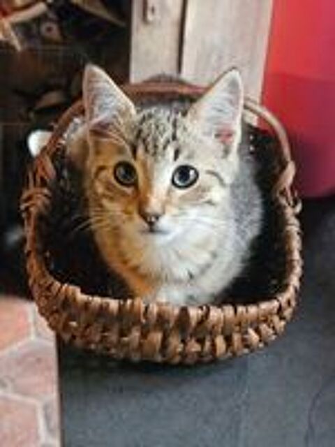  Chaton a adopter 