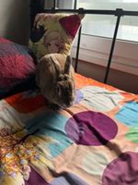  Don de lapine 