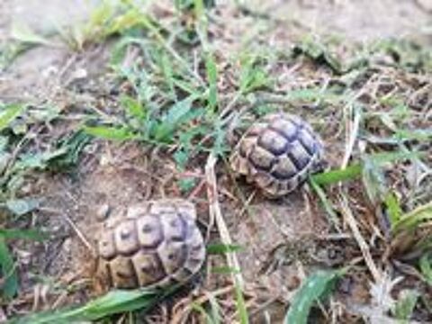   Tortues Grecques 