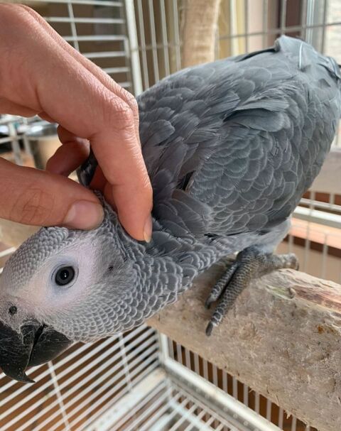 Perroquet gris du Gabon eam male 5 mois 1400 59500 Douai