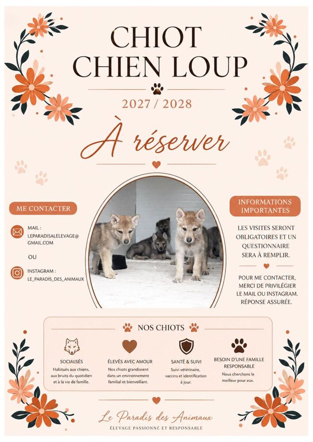   chiot chien loup a réservé 