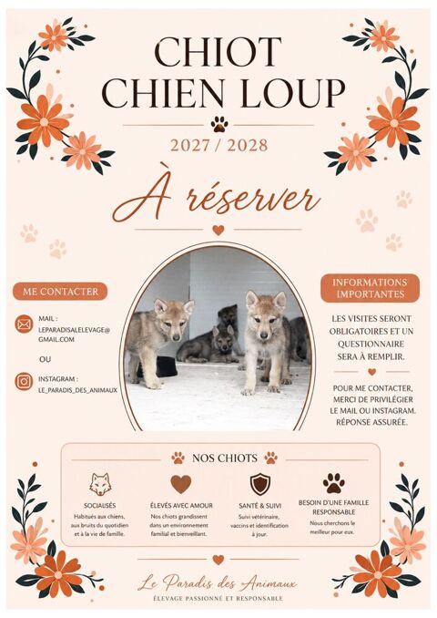 chiot chien loup a r&eacute;serv&eacute; 0 44460 Fégréac