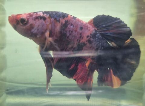 Poisson betta plakat Geant et nourrirure. 30 95190 Goussainville