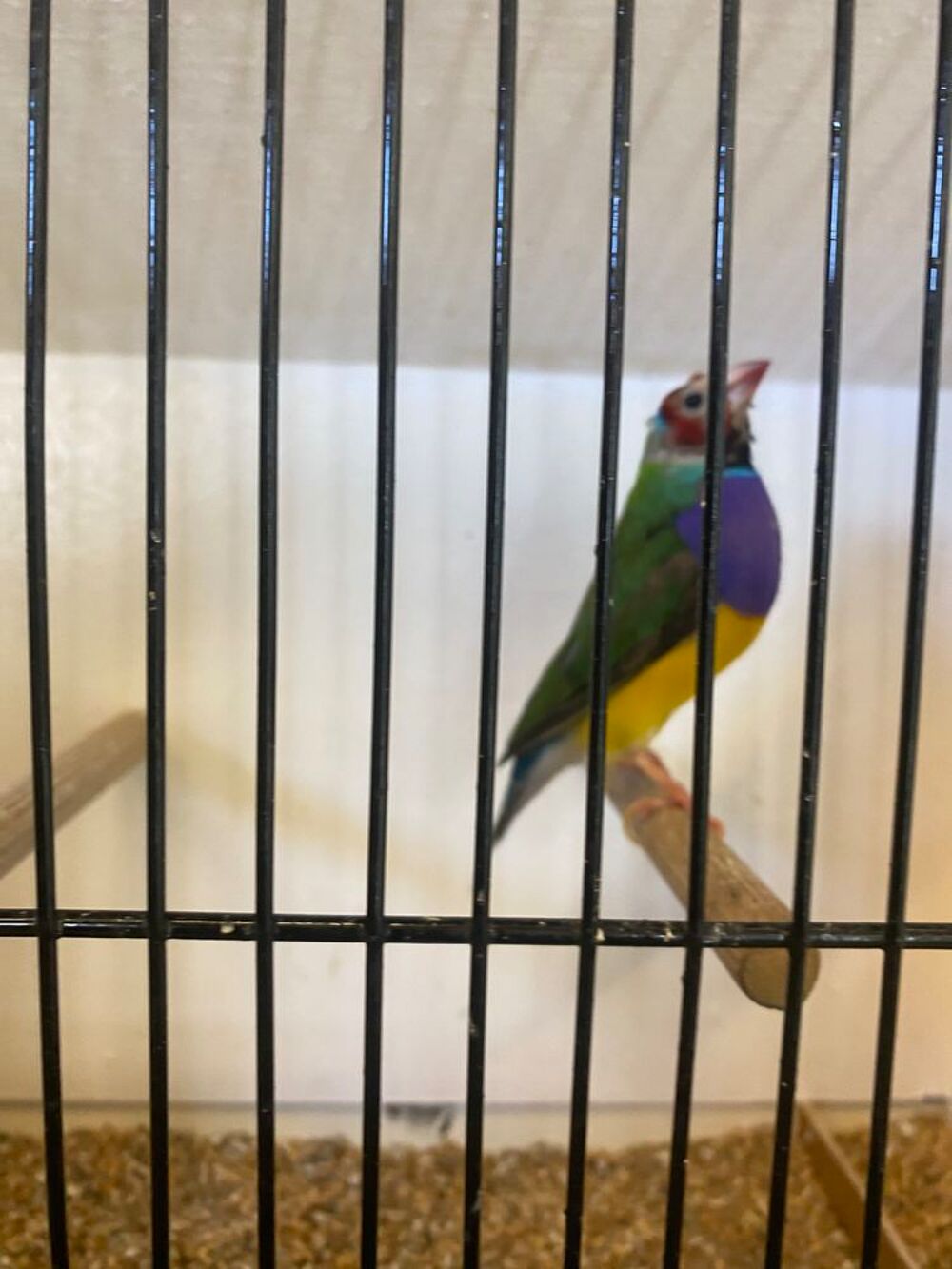   Diamants de gould 