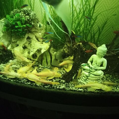 Ancistrus gold 5 86340 Roches-pr�marie-andill�