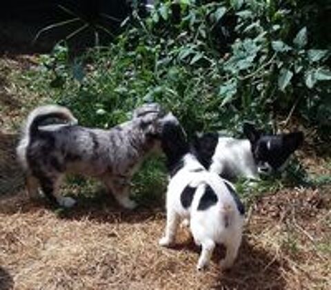   Disponible chihuahua non lof poils longs 