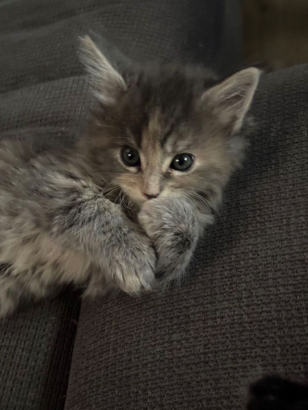   Femelle type Maine coon  