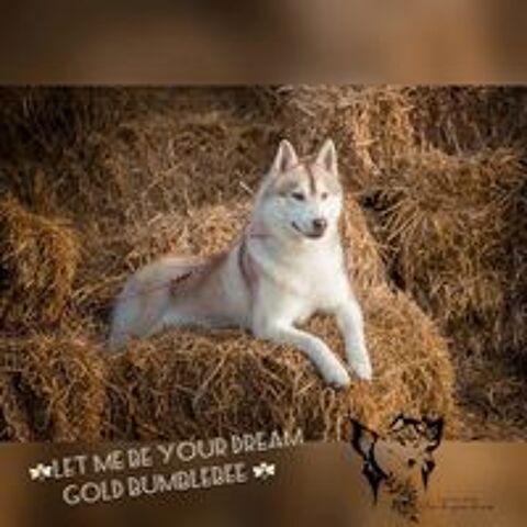   MAGNIFIQUE HUSKY SIBERIEN POUR SAILLIE 