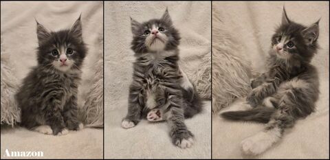 Maine Coon LOOF 1300 33140 Cadaujac