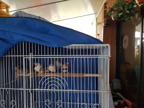 Couples Diamant mandarin 18 euros ou oiseau seul .
10 45120 Chlette-sur-loing