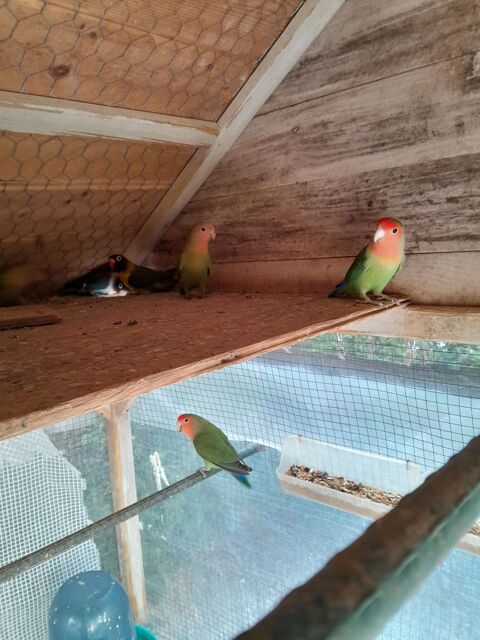 Oiseaux 20 28800 Trizay-ls-bonneval