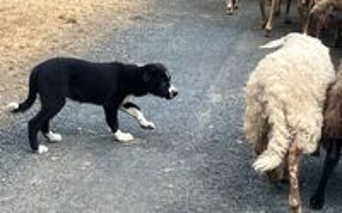   chiot Border Collie souche travail 