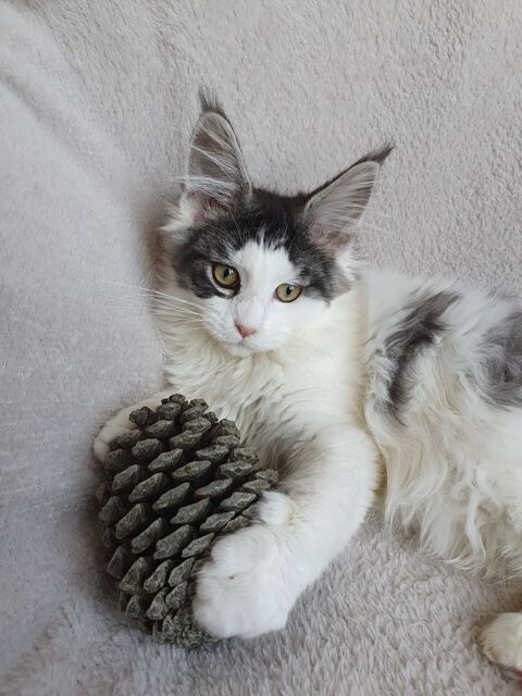 Chatons Maine coon loof  890 07800 La voulte-sur-rh�ne