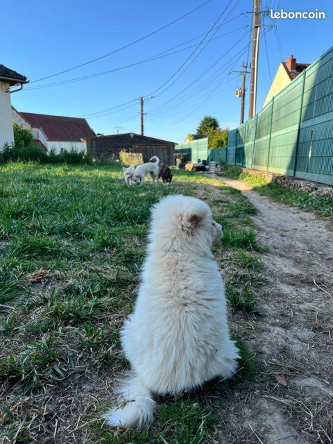 Dog sitting / garde de chien 10 51210 Montmirail